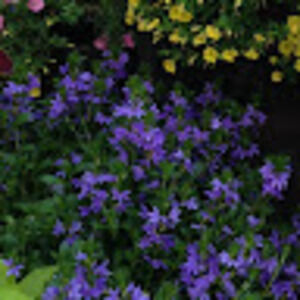 Meet your Posher, Neshat